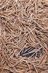 収穫した沢山の黒大豆のさやと豆