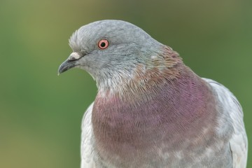 pigeon resting at park