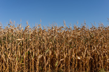 Dry corn field with the blue sky as background