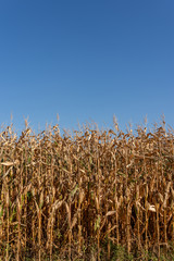 Dry corn field with the blue sky as background