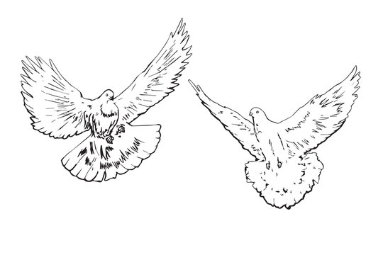 White pigeons couple fly, hand drawn doodle, sketch outline, vector illustration