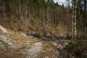 river in the forest