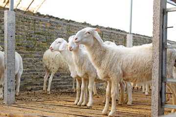 meat goats at a farm