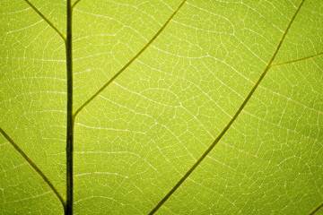 Leaf vein pattern 