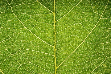 Leaf vein pattern 