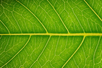 Fototapeta na wymiar Leaf vein pattern 