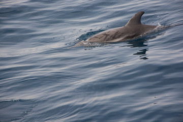 Delfín en el Atlántico
