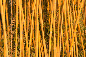 bamboo in a botanical garden