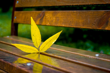 The yellow leaf is reflected on the wet bench in the park_