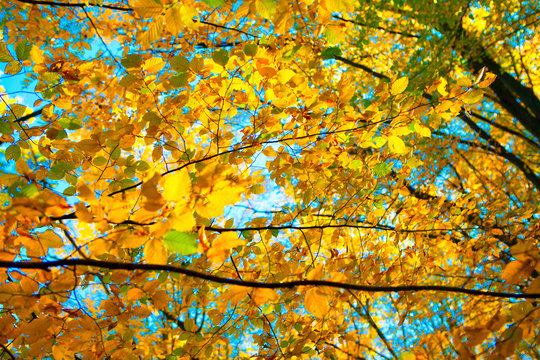 yellow leaves background