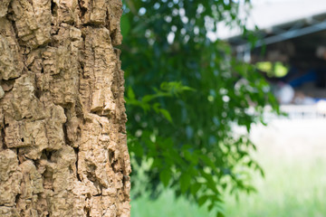 Closeup shot of an old tree bark texture,Tree bark texture background.