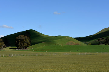 The hills of napier