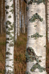 birch strains
