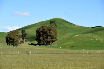 The hills of napier