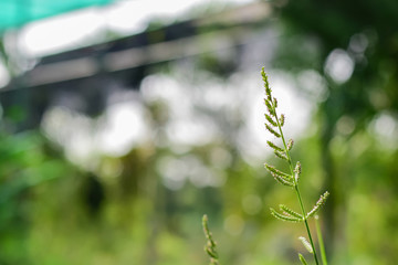 grass flowers ,Beautiful flowers in the garden,Close up.