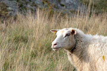 sheep