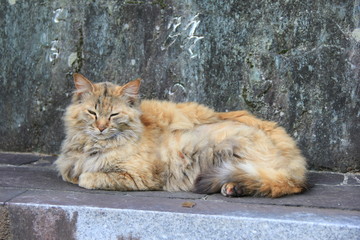 毛足の長い野良猫(愛媛県)