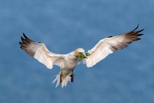 Northern Gannet (Morus bassanus) with nesting material, approaching, Heligoland, Schleswig-Holstein, Germany, Europe