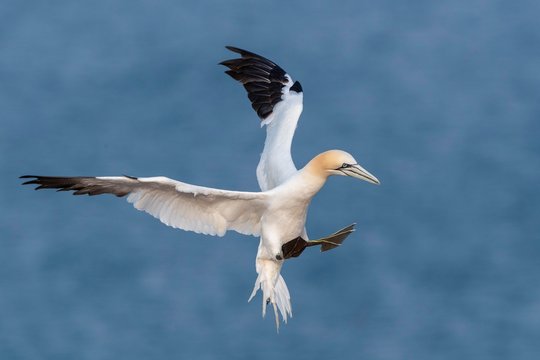 Northern gannet (Morus bassanus) approaching, Heligoland, Schleswig-Holstein, Germany, Europe