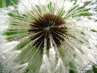 closeup of a dandelion