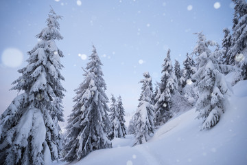 Winter weather with snowfall in the spruce forest