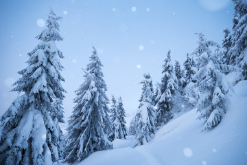 Obraz premium White Christmas with snowfall in the fir forest