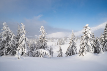 Winter landscape with snowdrifts in the mountain forest