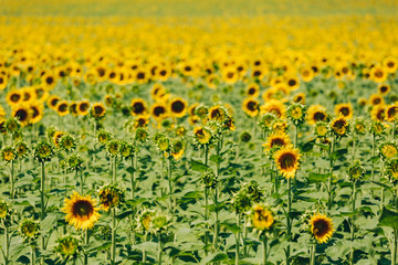Obraz premium Campo de girasoles en verano