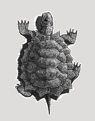 Turtle illustration. Pencil drawing.