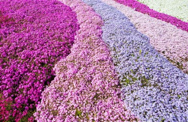 Obraz premium Purple, pink carpet of Phlox Subulata (creeping phlox, moss phlox, moss pink, or mountain phlox) flowers.
