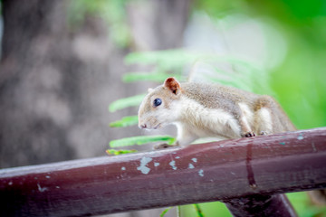 Background of small animals, brown squirrel Looking for food and living on a big tree, a rare find in the present day, a blur of rapid movement.
