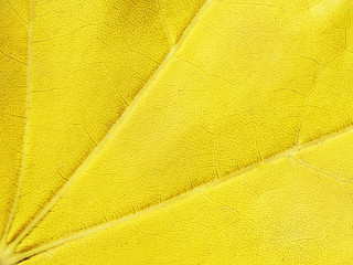 Yellow background, maple leaf, macro, close-up