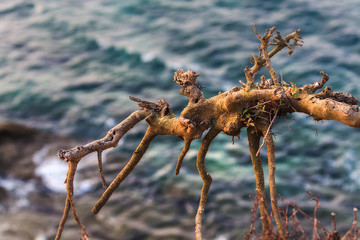 RAMA DE ÁRBOL Y MAR AL FONDO