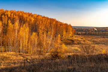 Beautiful autumn forest landscape