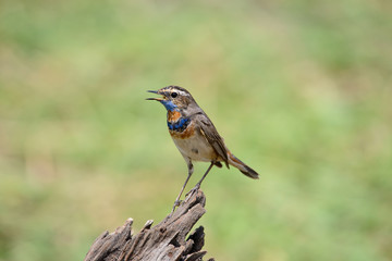 Male Bluethroats from Alaska, Bluethroat is one of the handful of birds that breed in North America and winter in Asia.