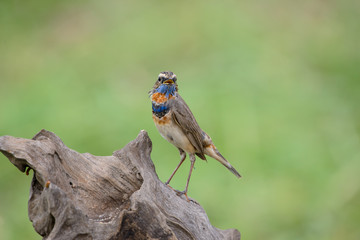 Male Bluethroats from Alaska, Bluethroat is one of the handful of birds that breed in North America and winter in Asia.