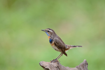 Male Bluethroats from Alaska, Bluethroat is one of the handful of birds that breed in North America and winter in Asia.