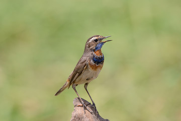 Male Bluethroats from Alaska, Bluethroat is one of the handful of birds that breed in North America and winter in Asia.