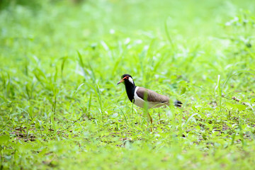 Red-wattled lapwing is an Asian lapwing or large plover, a wader in the family Charadriidae. 