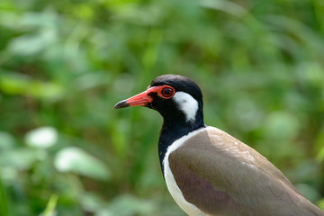 Red-wattled lapwing is an Asian lapwing or large plover, a wader in the family Charadriidae. 