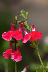 Fototapeta na wymiar Close up of tiny red flowers and buds of the Salvia x jamensis, Raspberry Royale