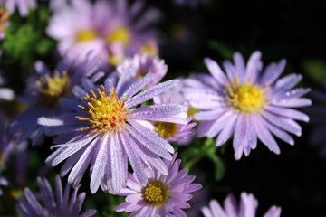 Asters with morning dew