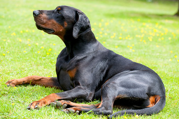 Large black and tan dobermann dog laying on a lawn, side few and facing forward. He has natural ears and tail.
