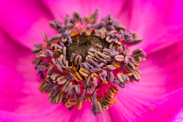 blüte farbe natur close up nature blossom color garden plant flora makro macro no people day pink
