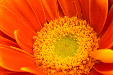 blüte farbe natur close up nature blossom color garden plant flora makro macro no people day