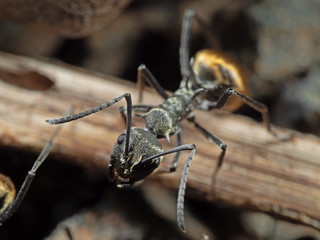 Macro Photo of Head of Golden Weaver Ant on The Ground