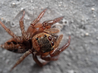 Macro Photo of Jumping Spider Isolated on The Wall
