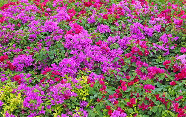 Obraz premium Colorful bougainvillea paper flower in the garden.