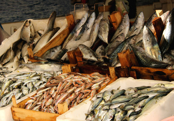 Fish market, fresh fishes for sale