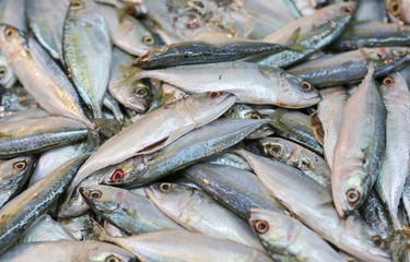 Fresh mackerel fish background.